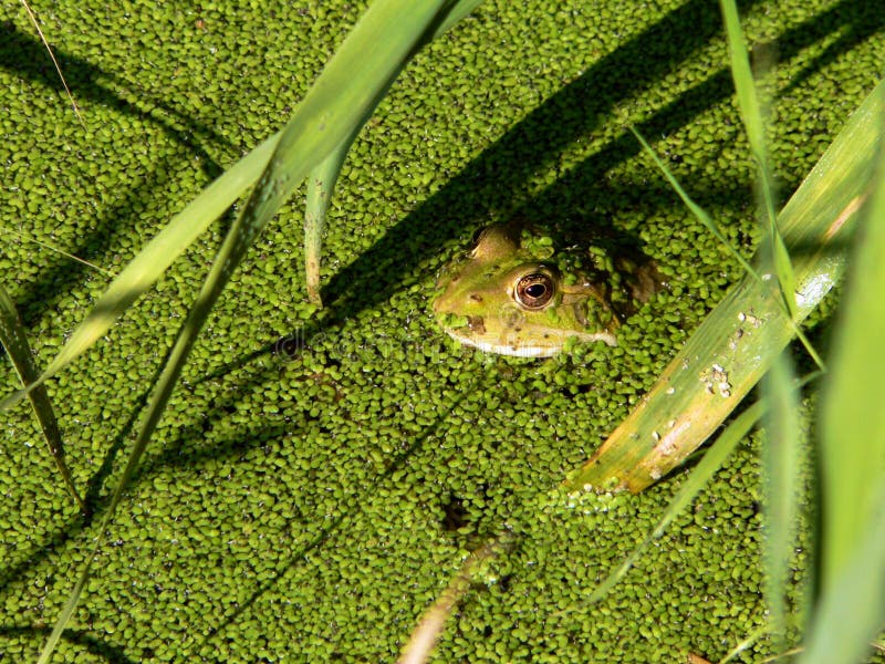 Rana tra le lenticchie d'acqua verdi immagini stock libere da diritti