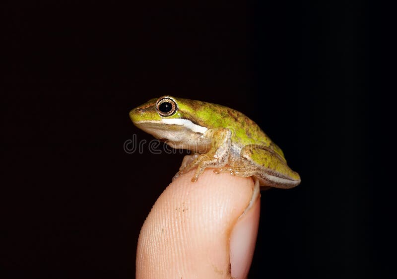 Tiny litoria fallax, dwarf green tree frog on tip of childs finger. Tiny litoria fallax, dwarf green tree frog on tip of childs finger