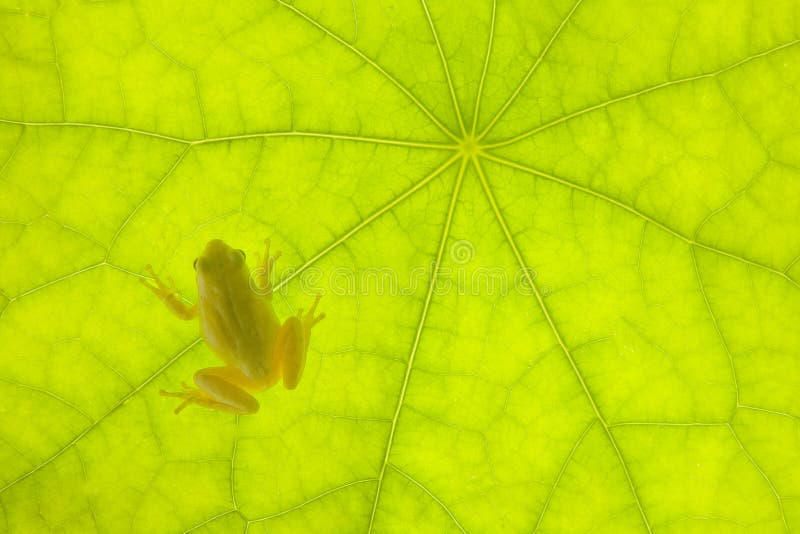 Rana molto piccola su un foglio verde fotografia stock libera da diritti Rana molto piccola su un foglio verde fotografia stock libera da diritti