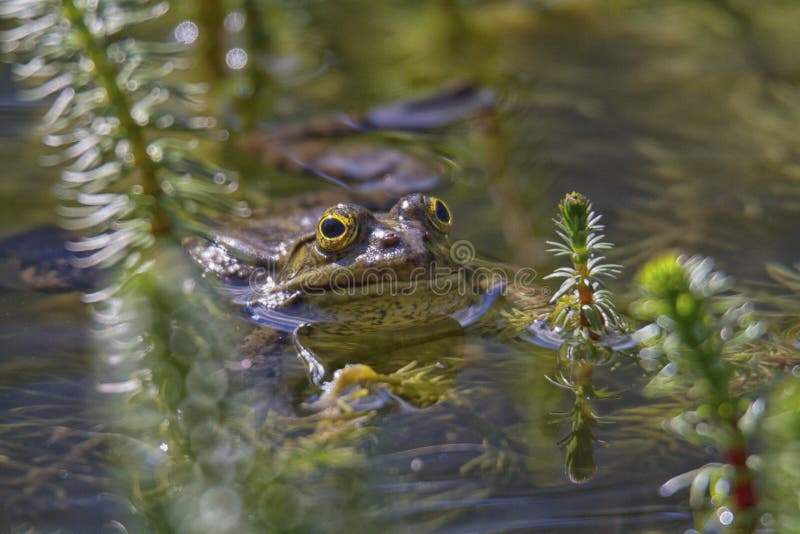 Frog in the water between reeds and other water plants. Frog in the water between reeds and other water plants