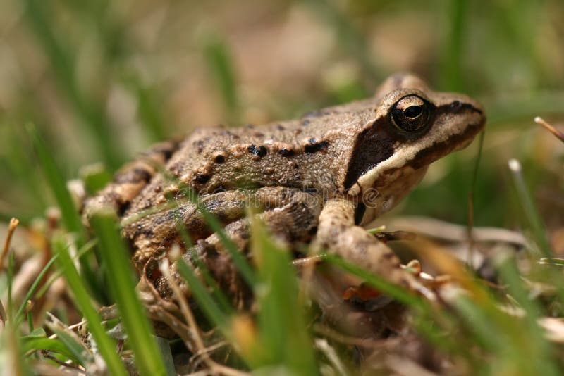 Rana temporaria