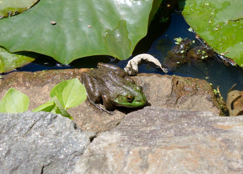 A green frog sitting next to a pond with lilypads. A green frog sitting next to a pond with lilypads