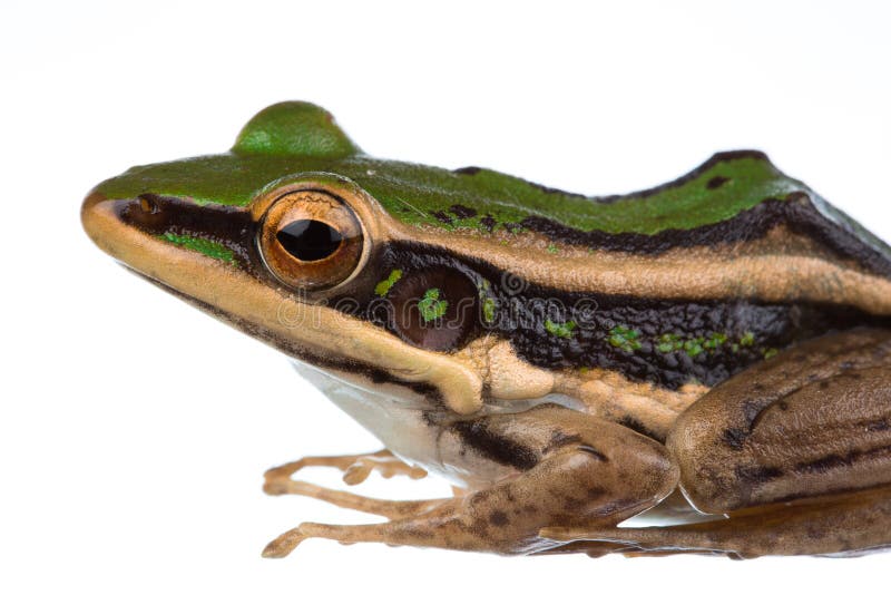 Common green frog on white. Common green frog on white