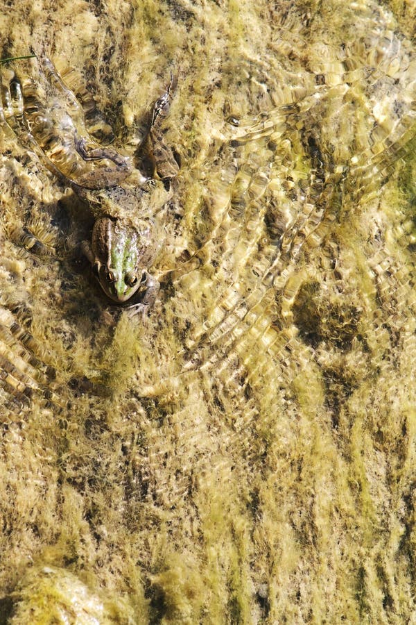 Green frog in marsh. Green frog in marsh.