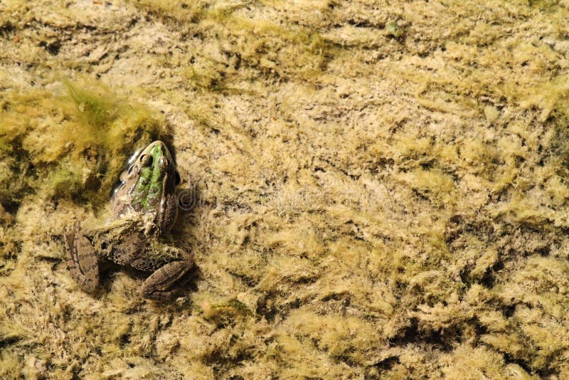 Green frog in marsh. Spring's song. Green frog in marsh. Spring's song.