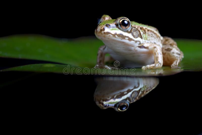 Rana verde reflejada imagenes de archivo Rana verde reflejada imagenes de archivo