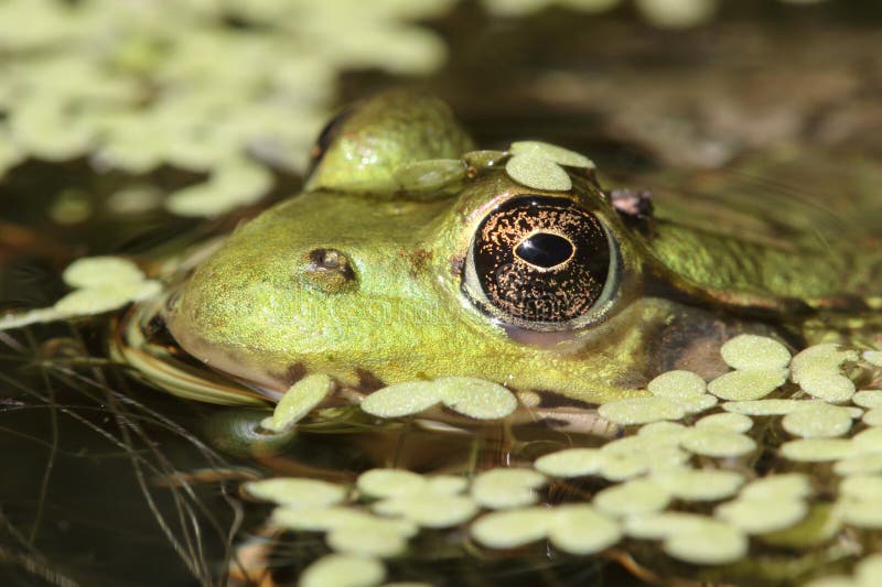 Miniatura Di Rana Verde In Ceramica Di Grandi Dimensioni In - Foto 9