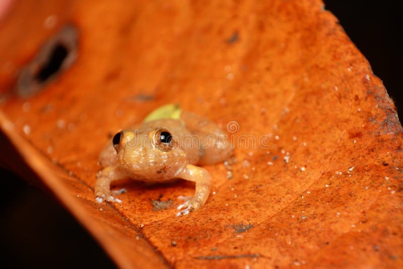 Rana volante Gemello-macchiata arancione immagine stock libera da diritti Rana volante Gemello-macchiata arancione immagine stock libera da diritti