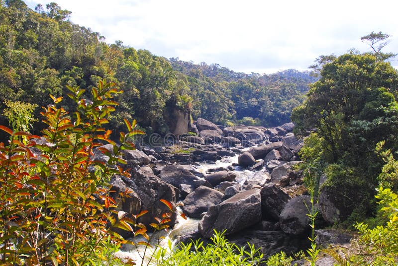 Ranamafana-Regenwald - Madagaskar lizenzfreie stockfotografie Ranamafana-Regenwald - Madagaskar lizenzfreie stockfotografie