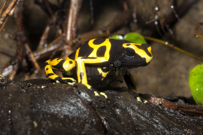 Ranas minúsculas del dardo, rana Yelow-congregada de Pison, leucomelas de Dendrobates fotos de archivo Ranas minúsculas del dardo, rana Yelow-congregada de Pison, leucomelas de Dendrobates fotos de archivo