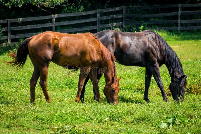 Horse ranch farm yard with bright green grass. Horse ranch farm yard with bright green grass