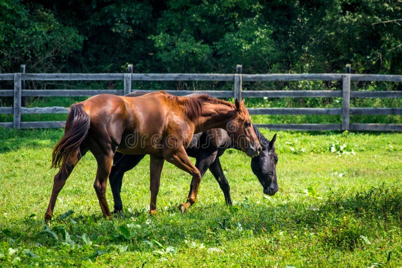 Horse ranch farm yard with bright green grass. Horse ranch farm yard with bright green grass