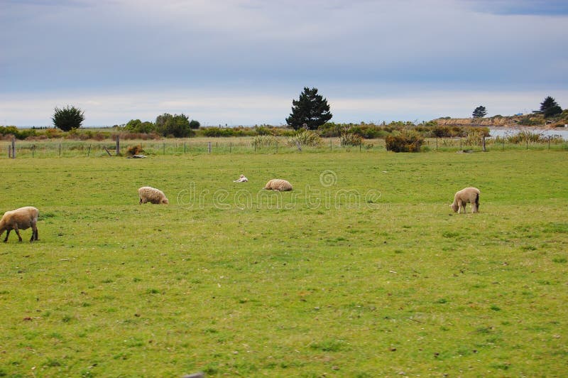 Ranch in New Zealand stock photo. Image of grassland 12103892