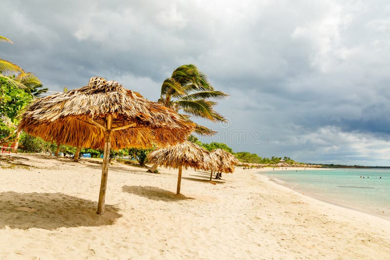 Rancho Luna piaskowata plaża z palmami i słomianymi parasolami na brzeg, Cienfuegos, Kuba obraz stock Rancho Luna piaskowata plaża z palmami i słomianymi parasolami na brzeg, Cienfuegos, Kuba obraz stock