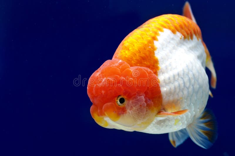 Ranchu Lion Head Goldfish in Fish Tank Stock Image - Image of swim