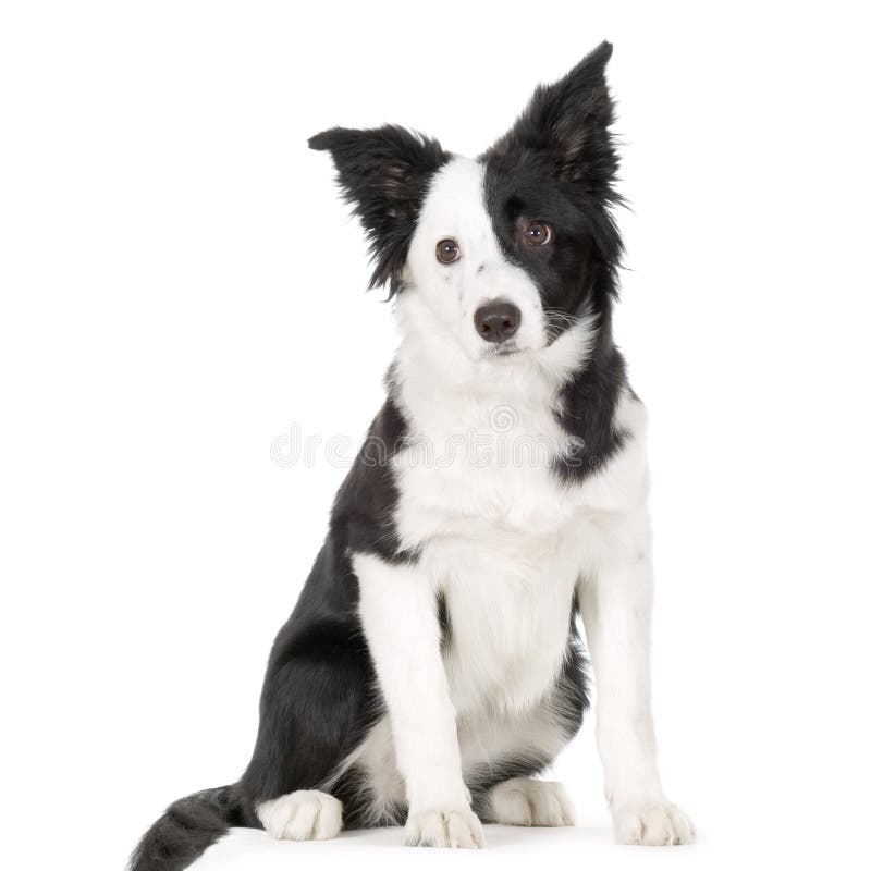 Rand-Collie lizenzfreie stockbilder Rand-Collie lizenzfreie stockbilder