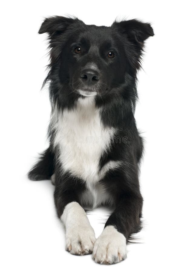 Randcollie, 8 Monate Alte, Liegend Stockbild Bild von hunde, hund