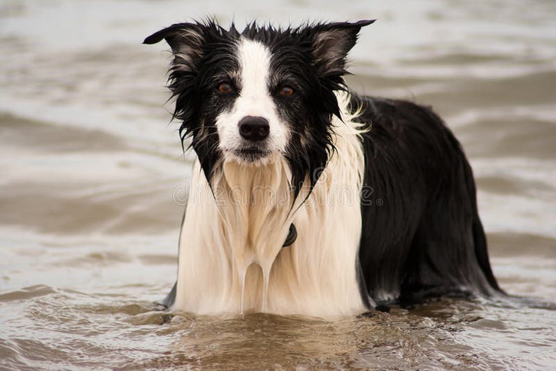 Randcolliehund im Meer stockbilder Randcolliehund im Meer stockbilder