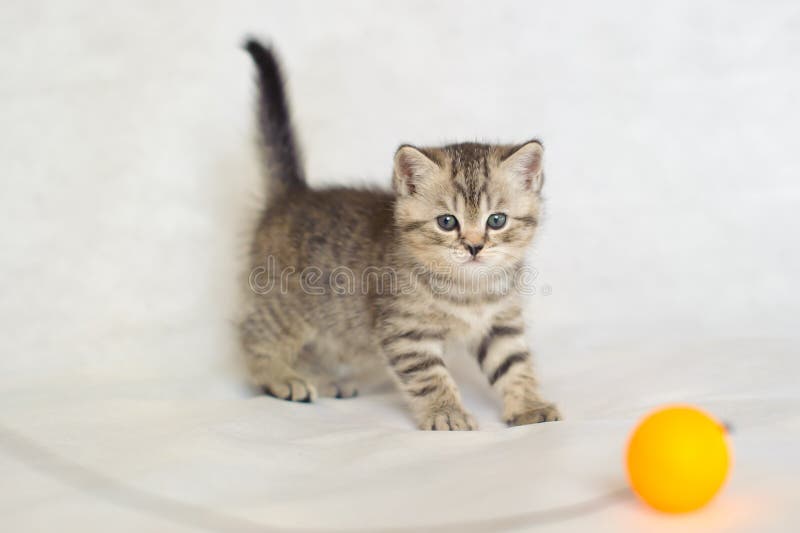 Randigt behandla som ett barn den gulliga kattungen för den brittiska strimmiga katten royaltyfria bilder Randigt behandla som ett barn den gulliga kattungen för den brittiska strimmiga katten royaltyfria bilder