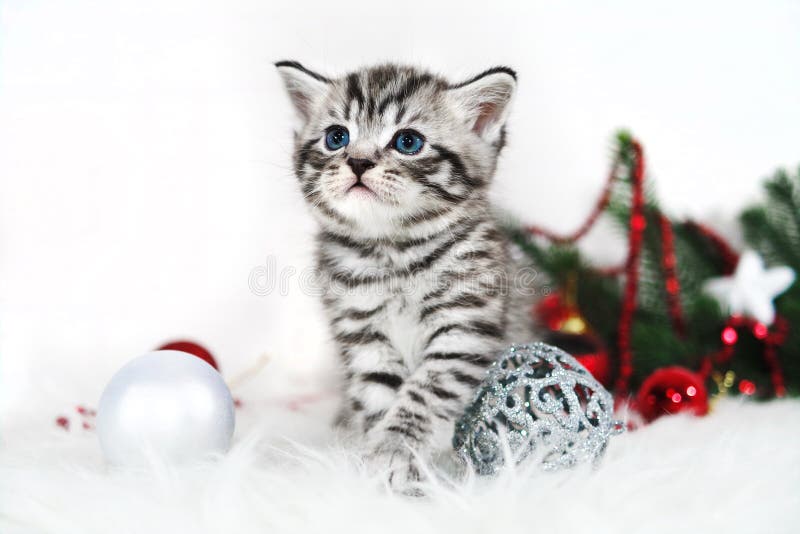 Randigt gulligt sammanträde för kattunge under julgranen royaltyfri fotografi Randigt gulligt sammanträde för kattunge under julgranen royaltyfri fotografi