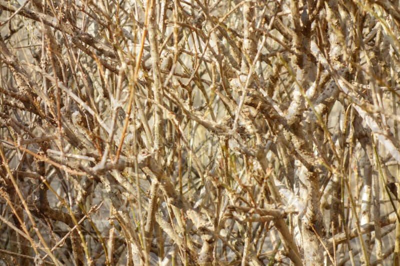 Random dry twig branching. Swing bush of dry twigs in a random forest