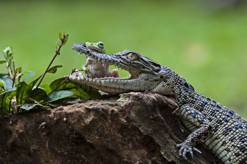 Rane ed alligatori di amicizia