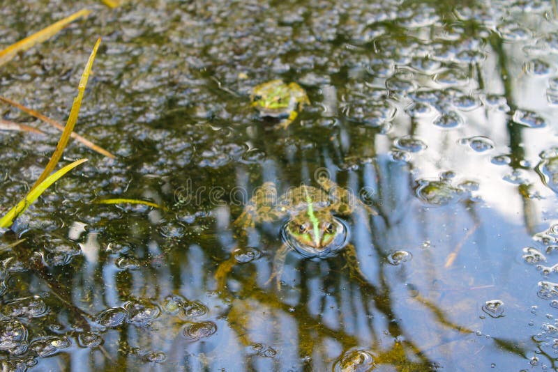 Green frogs in the swamp. Green frogs in the swamp