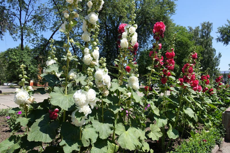 Rangée De La Rose Trémière Double-fleurie Blanche Et Rouge En Fleur Photo  stock - Image du ligne, commun: 126171246