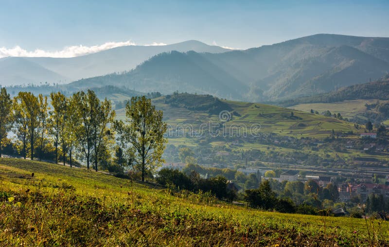 Range of poplar trees by the road on hillside