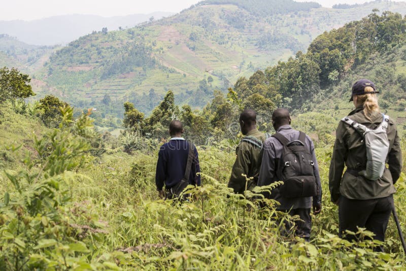 Ranger and Tourist coming back from a mountain gorilla trekking tour in the jungle of Bwindi Impenetrable National Park. Ranger and Tourist coming back from a mountain gorilla trekking tour in the jungle of Bwindi Impenetrable National Park.