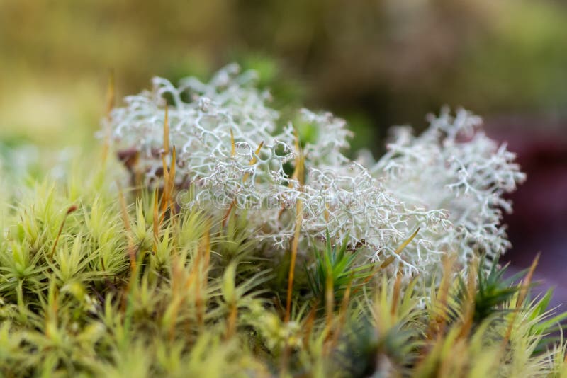 Rangiferina do Cladonia do líquene de rena imagens de stock royalty free Rangiferina do Cladonia do líquene de rena imagens de stock royalty free