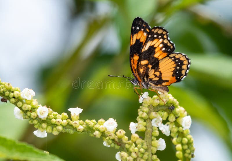 Rango de cierre y mariposa negra sobre flores silvestres blancas fotografía de archivo