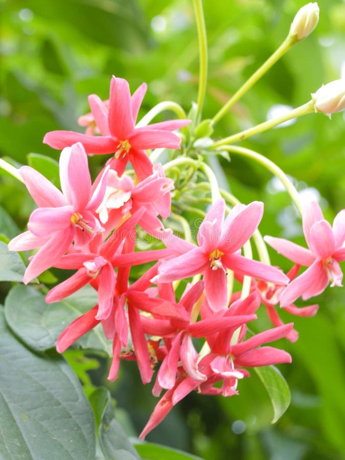 Red Rangoon Flower or Ixora or Jungle Geranium Stock Photo Image of