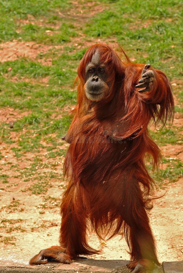 413 Orangutan  Standing  Photos Free Royalty Free Stock 