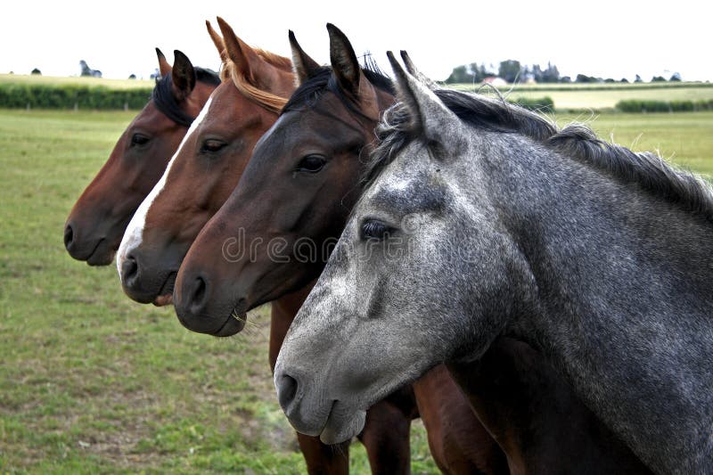 Rangée de quatre chevaux photographie stock libre de droits Rangée de quatre chevaux photographie stock libre de droits