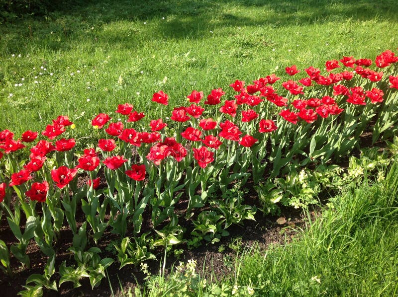 Rangée des tulipes rouges entourées par l'herbe verte à la lumière du soleil photos stock Rangée des tulipes rouges entourées par l'herbe verte à la lumière du soleil photos stock