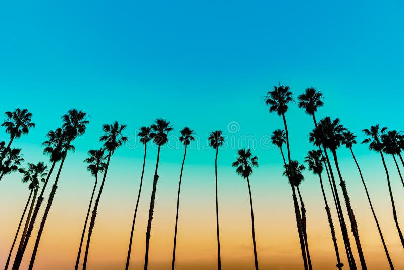 Rangées de palmier de coucher du soleil de la Californie en Santa Barbara