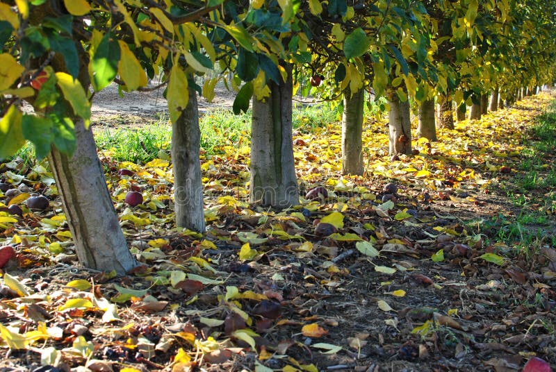 Rangées des poiriers au lever de soleil Automne Feuilles tombées de jaune photos stock Rangées des poiriers au lever de soleil Automne Feuilles tombées de jaune photos stock