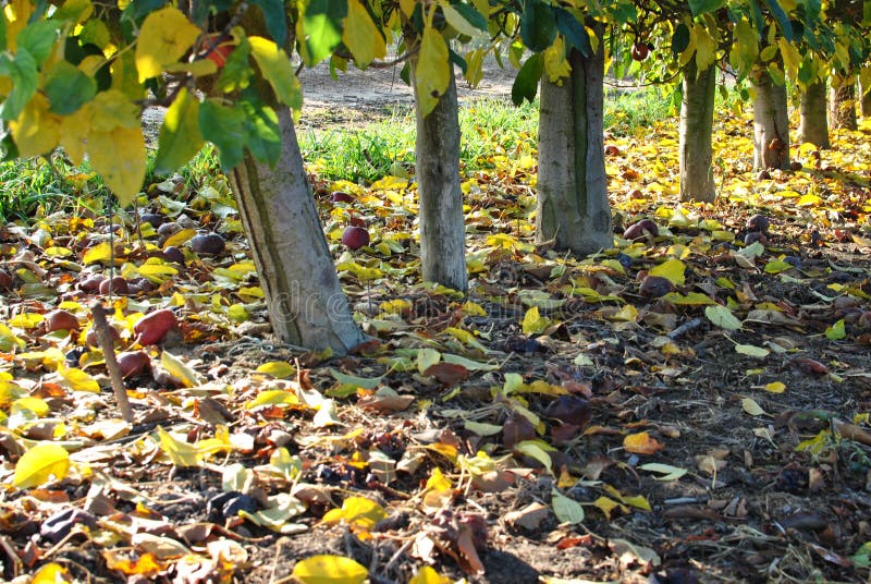 Rangées des poiriers au lever de soleil Automne Feuilles tombées de jaune images stock Rangées des poiriers au lever de soleil Automne Feuilles tombées de jaune images stock