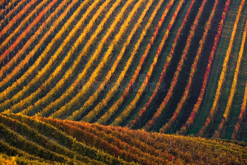 Rangées des vignes de vignoble Horizontal d'automne avec les vignes colorées Vignobles de raisin de la Moravie du sud dans la Rép image stock Rangées des vignes de vignoble Horizontal d'automne avec les vignes colorées Vignobles de raisin de la Moravie du sud dans la Rép image stock