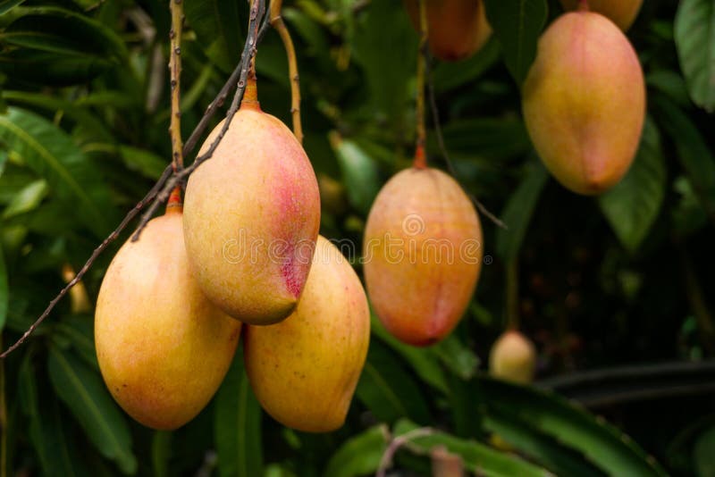 Rangées mangues dans le jardin La mangue rouge mûre renforce la beauté du jardin La mangue mûre est un favori de tous photographie stock Rangées mangues dans le jardin La mangue rouge mûre renforce la beauté du jardin La mangue mûre est un favori de tous photographie stock