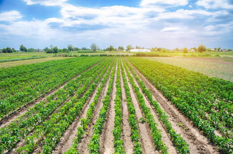 Rows / plantation of young pepper on a farm on a sunny day. Growing organic vegetables. Eco-friendly products. Agriculture land and farming. Agro business. Ukraine, Kherson region. Selective focus. Rows / plantation of young pepper on a farm on a sunny day. Growing organic vegetables. Eco-friendly products. Agriculture land and farming. Agro business. Ukraine, Kherson region. Selective focus