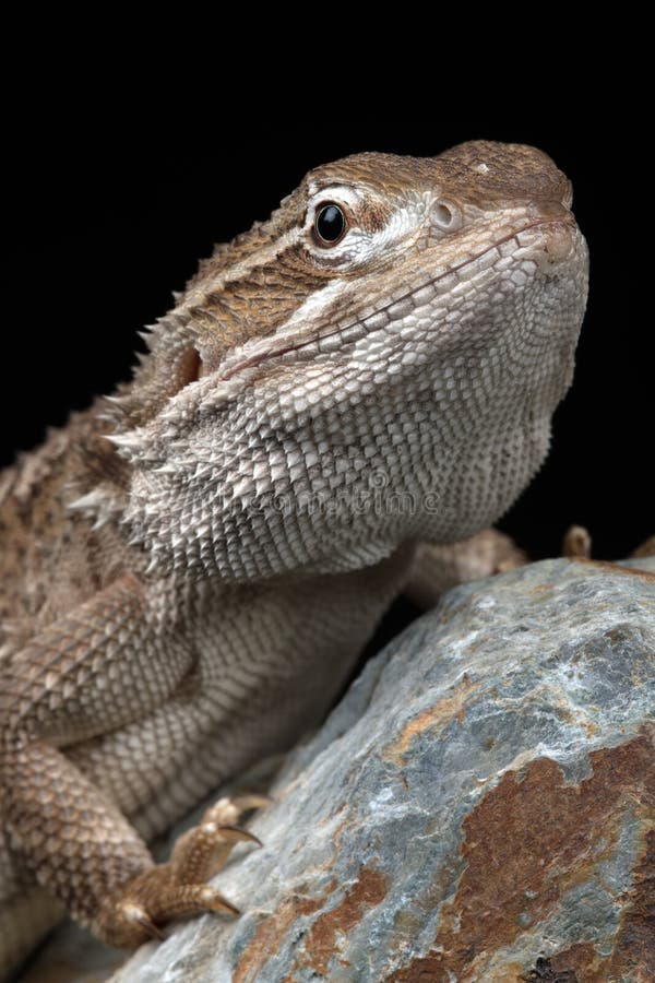 Rankin's Dragon (Pogona Henrylawsoni) Stock Image - Image of rocky ...