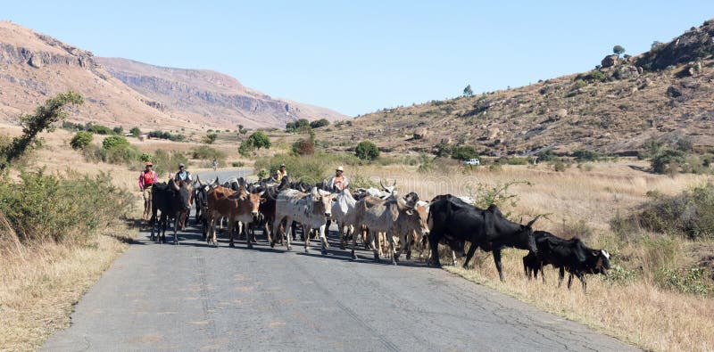 Herd of Zebu walking on the road. Zebu are the working horse of agricultural Madagascar