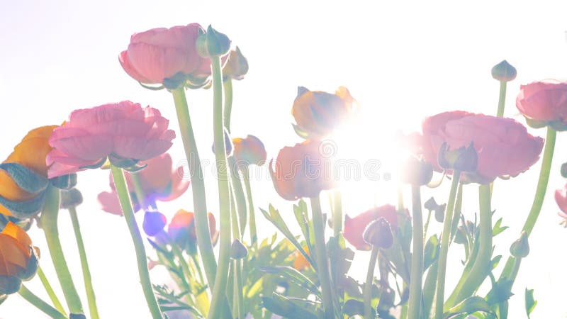 Ranonkels/лютик/цветки/Bloemen/персидский лютик стоковое фото Ranonkels/лютик/цветки/Bloemen/персидский лютик стоковое фото