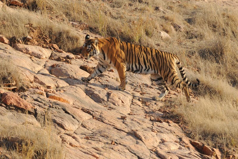 Ranthambore India De wilde tijger jacht stock fotografie Ranthambore India De wilde tijger jacht stock fotografie