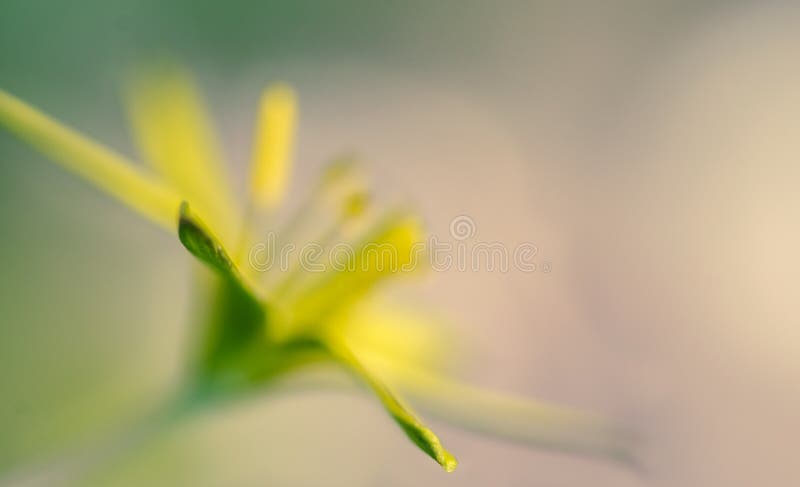 Ranuncolo di fioritura giallo su una radura soleggiata della foresta della molla immagini stock libere da diritti Ranuncolo di fioritura giallo su una radura soleggiata della foresta della molla immagini stock libere da diritti
