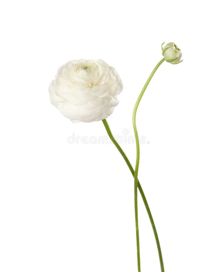  Ranunculus immagini stock