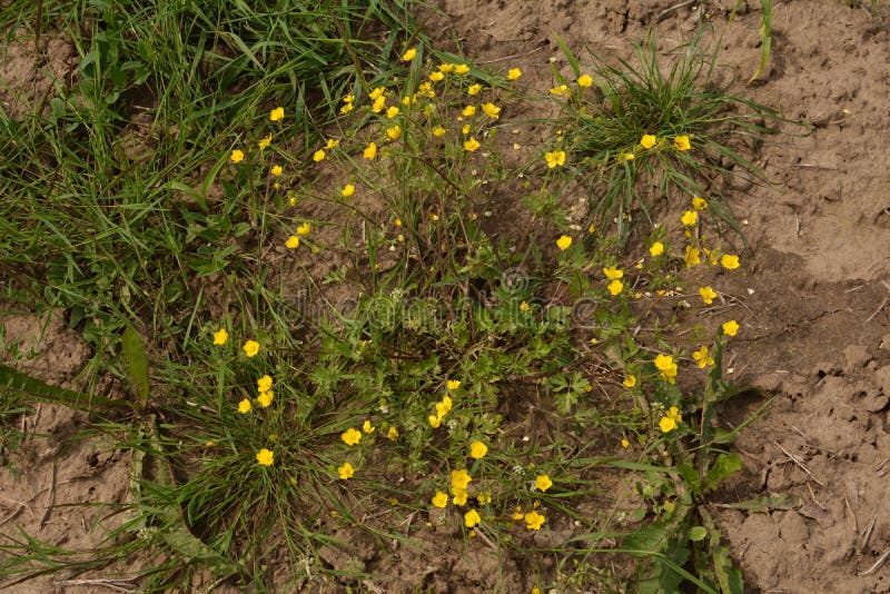 Ranunculus Acris Elegant Meadow Pernennial 400 Seeds Meadow Buttercup