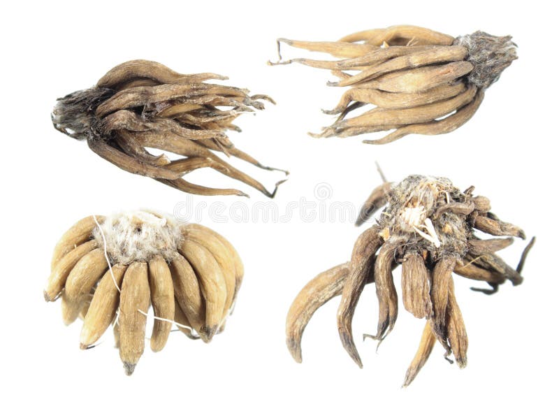 Ranunculus asiaticus or Persian buttercup tuber corm isolated on white background stock image Ranunculus asiaticus or Persian buttercup tuber corm isolated on white background stock image